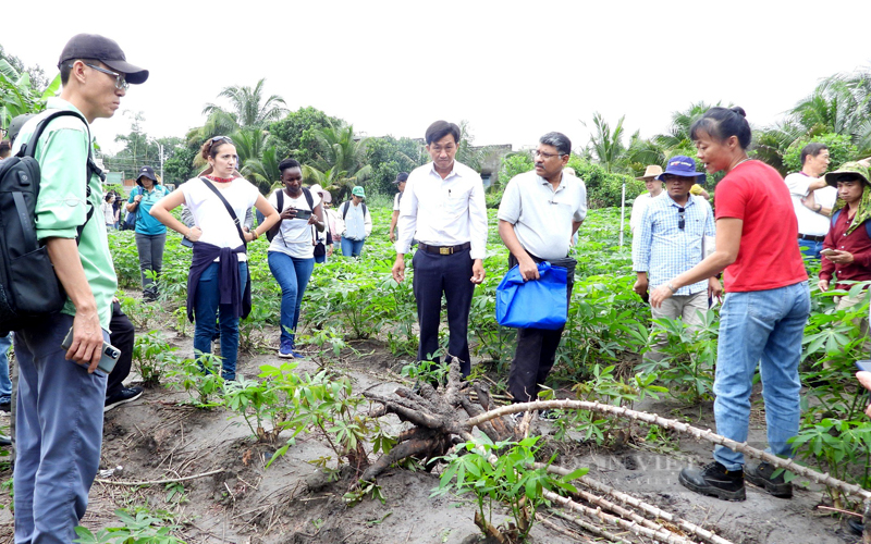 Các chuyên gia quốc tế khảo sát vùng trồng giống sắn kháng khảm tại Tây Ninh. Ảnh: Nguyên Vỹ
