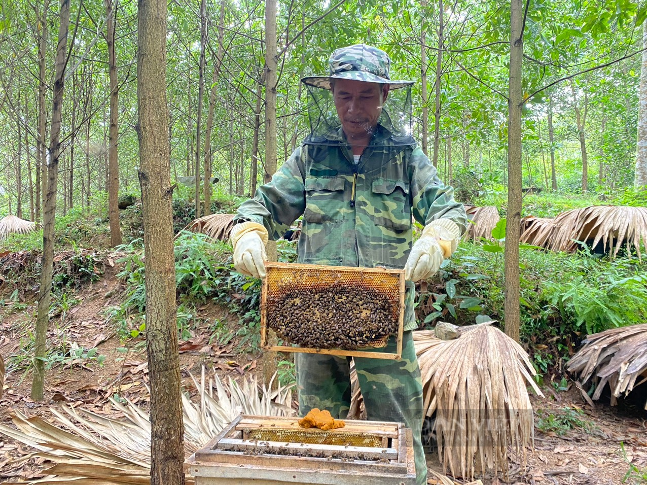 Lập tổ hợp tác, hợp tác xã sản xuất mật ong rừng, gắn sao OCOP nức tiếng - Ảnh 1.