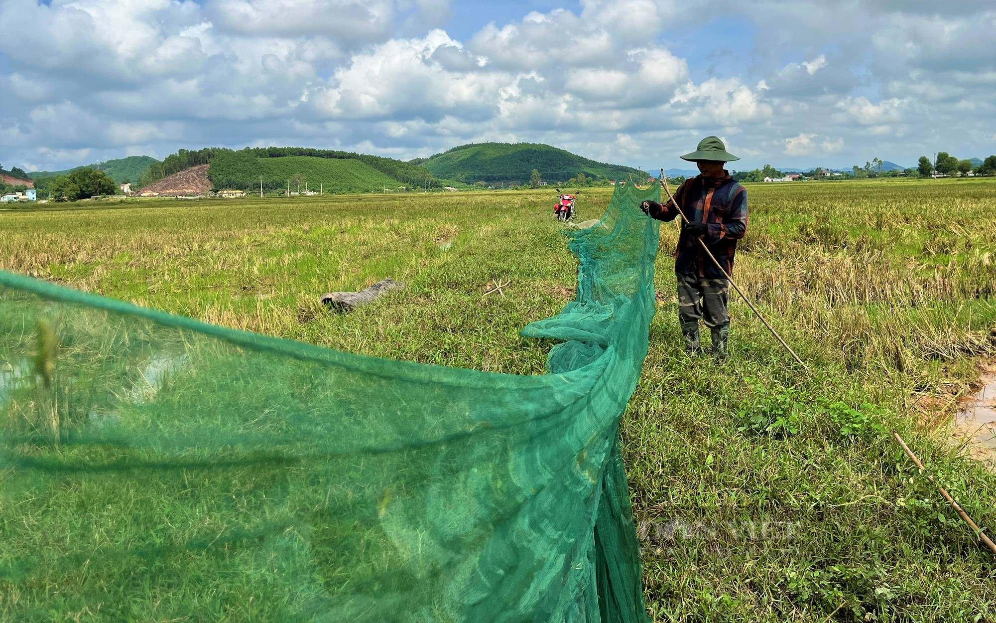Dân nơi này ở Nghệ An giăng thiên la địa võng bắt loài công trùng gây hại, kiếm tiền triệu mỗi ngày - Ảnh 2.