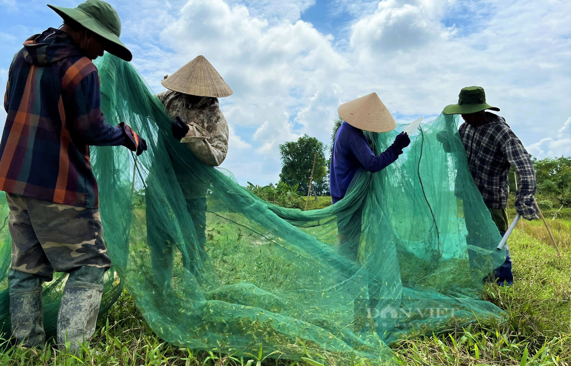 Dân nơi này ở Nghệ An giăng thiên la địa võng bắt loài công trùng gây hại, kiếm tiền triệu mỗi ngày - Ảnh 6.