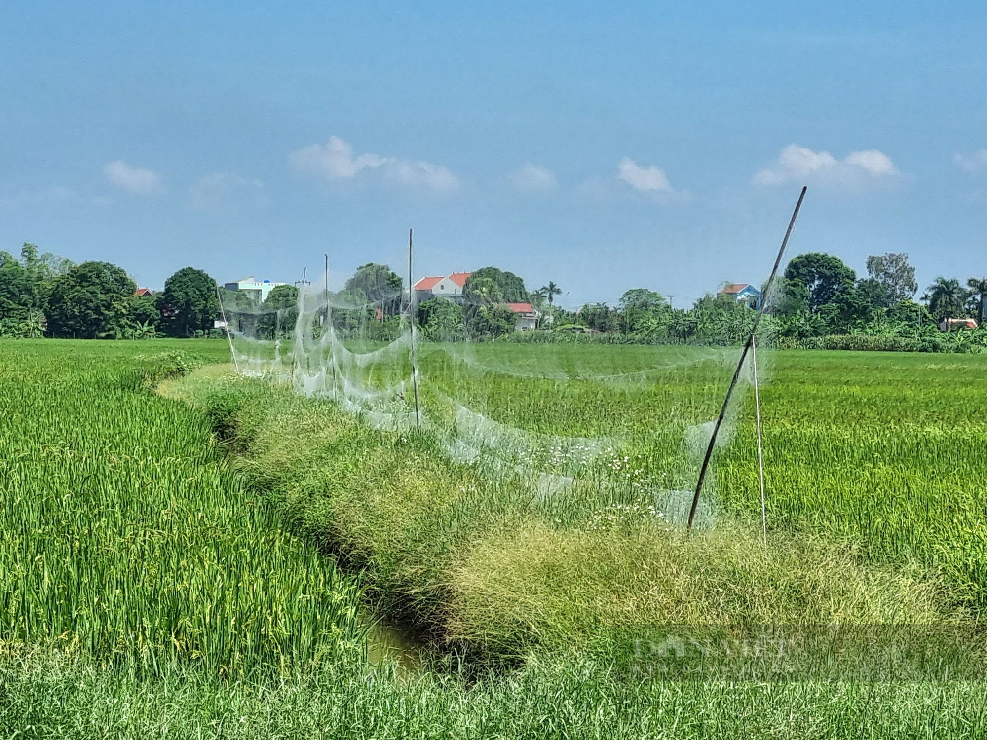 La liệt dụng cụ bẫy chim hoang dã trên cánh đồng lúa tại Ninh Bình - Ảnh 2.