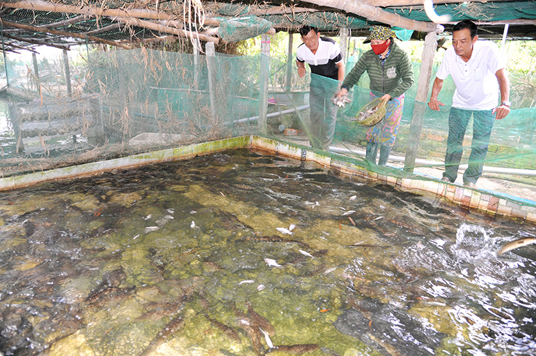 Nhiều người đến xem cá lóc, cá chình nuôi dày đặc trong bể xi măng của một ông nông dân Phú Yên - Ảnh 1.