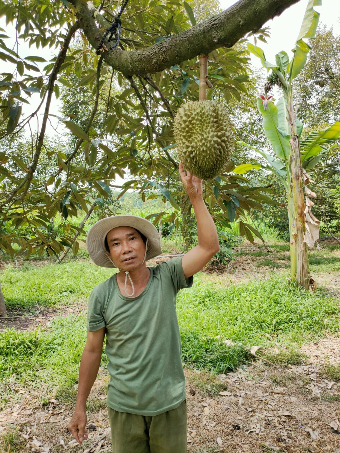 Trồng sầu riêng, một nông dân Bình Phước tự trả lương cao cho mình, còn tạo việc làm cho nhiều lao động - Ảnh 2.