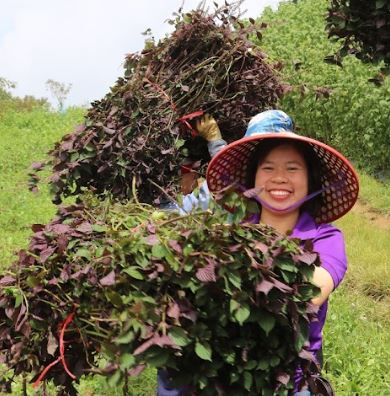 Người đưa hương vị tía tô đỏ Sa Pa bay xa - Ảnh 3.