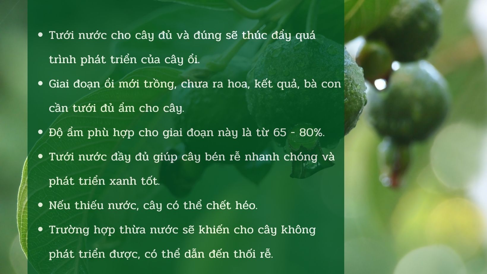 SỔ TAY NHÀ NÔNG: Kỹ thuật chăm sóc cây ổi dưới một năm tuổi - Ảnh 2.