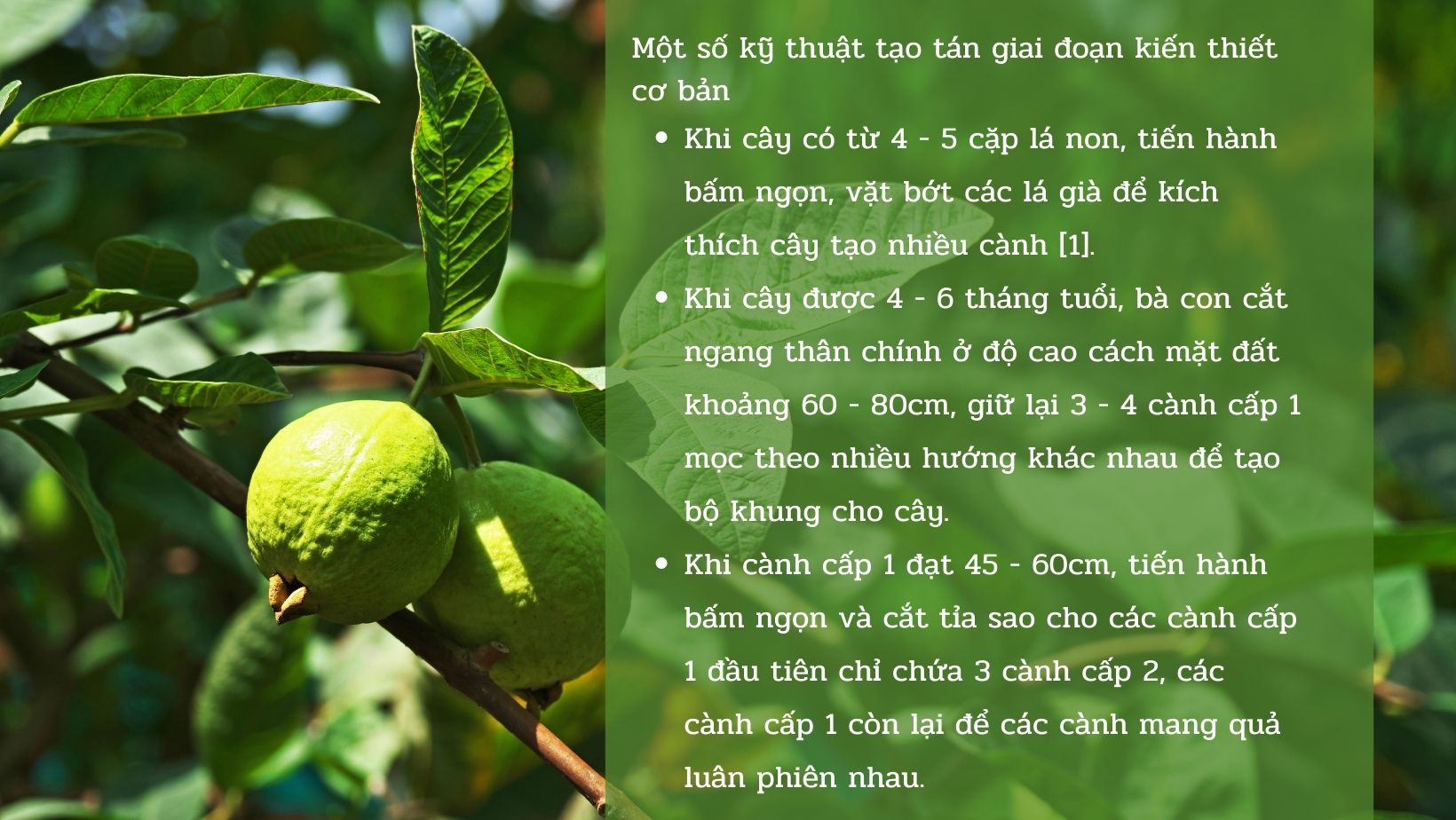 SỔ TAY NHÀ NÔNG: Kỹ thuật chăm sóc cây ổi dưới một năm tuổi - Ảnh 3.