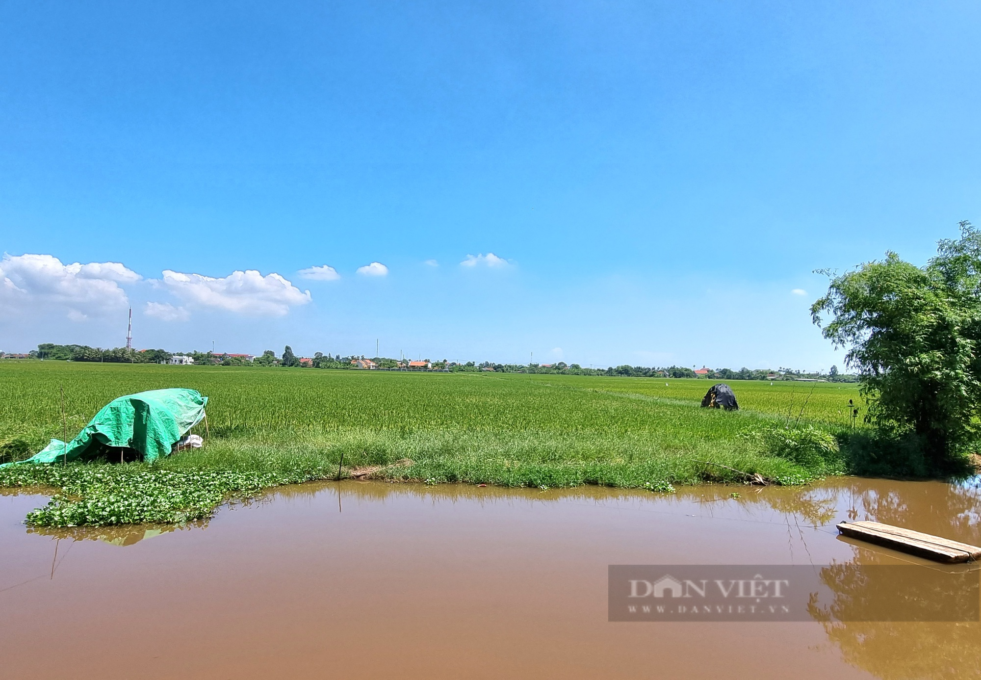 La liệt dụng cụ bẫy chim hoang dã trên cánh đồng lúa tại Ninh Bình - Ảnh 4.