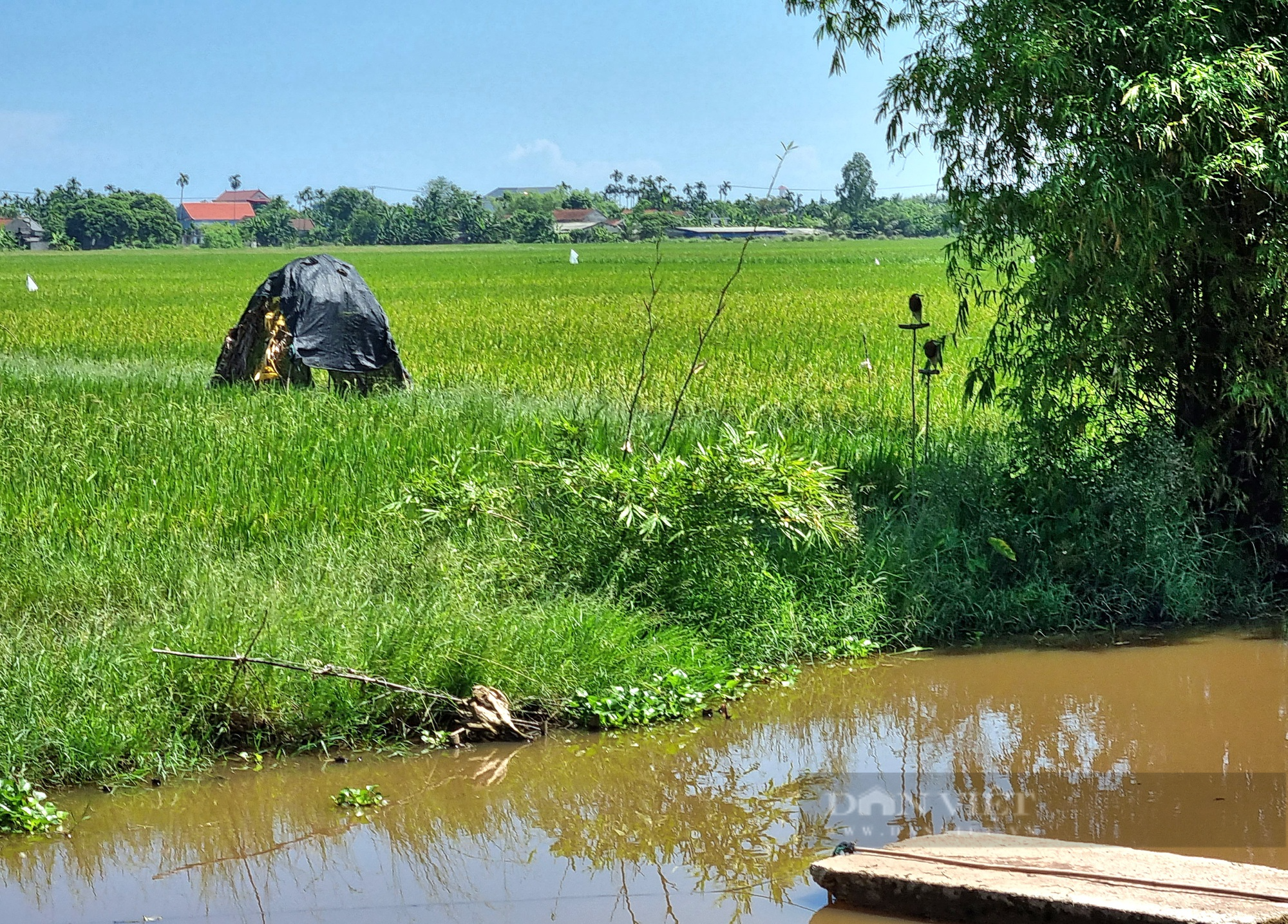 La liệt dụng cụ bẫy chim hoang dã trên cánh đồng lúa tại Ninh Bình - Ảnh 5.