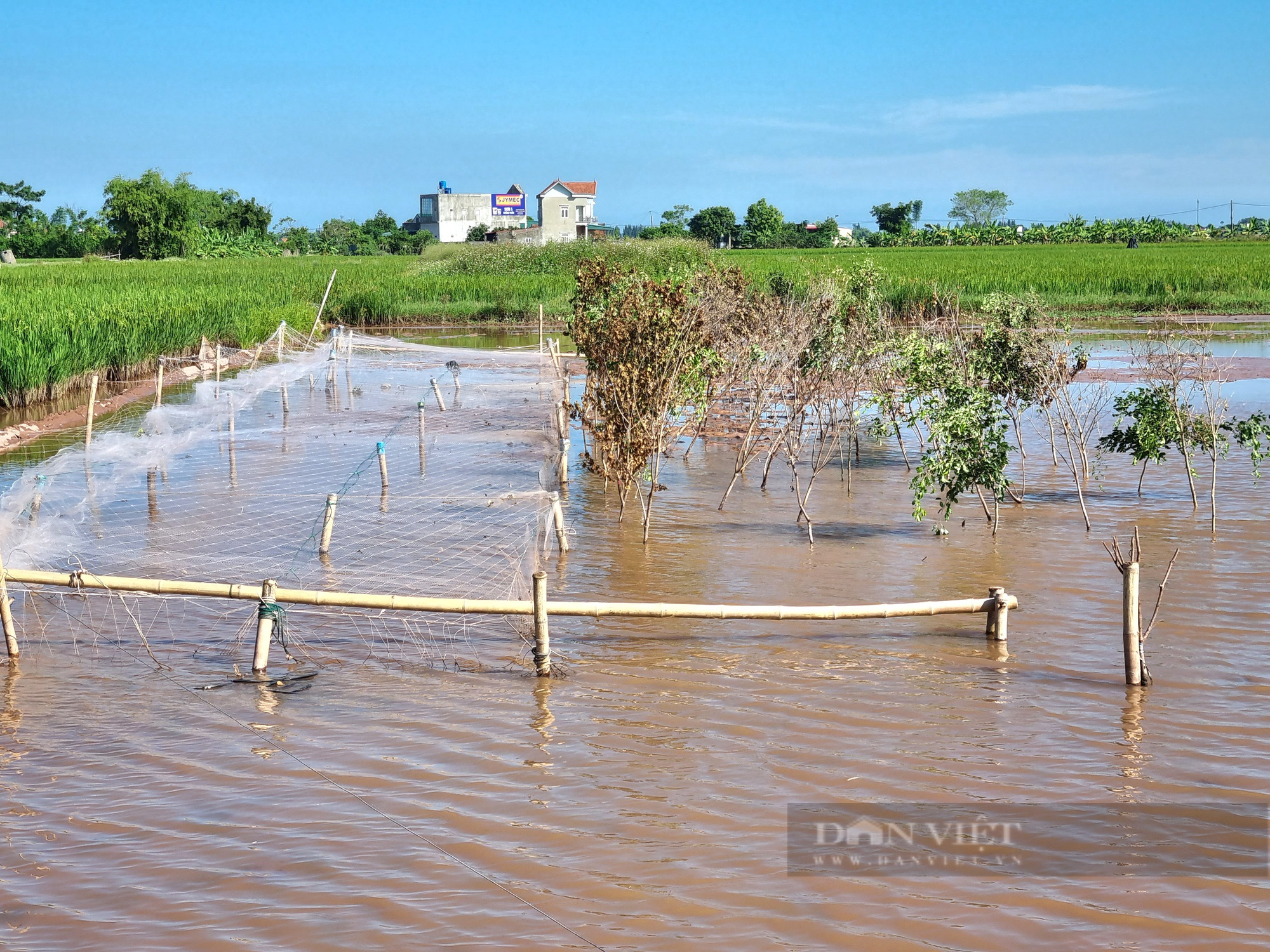 La liệt dụng cụ bẫy chim hoang dã trên cánh đồng lúa tại Ninh Bình - Ảnh 8.