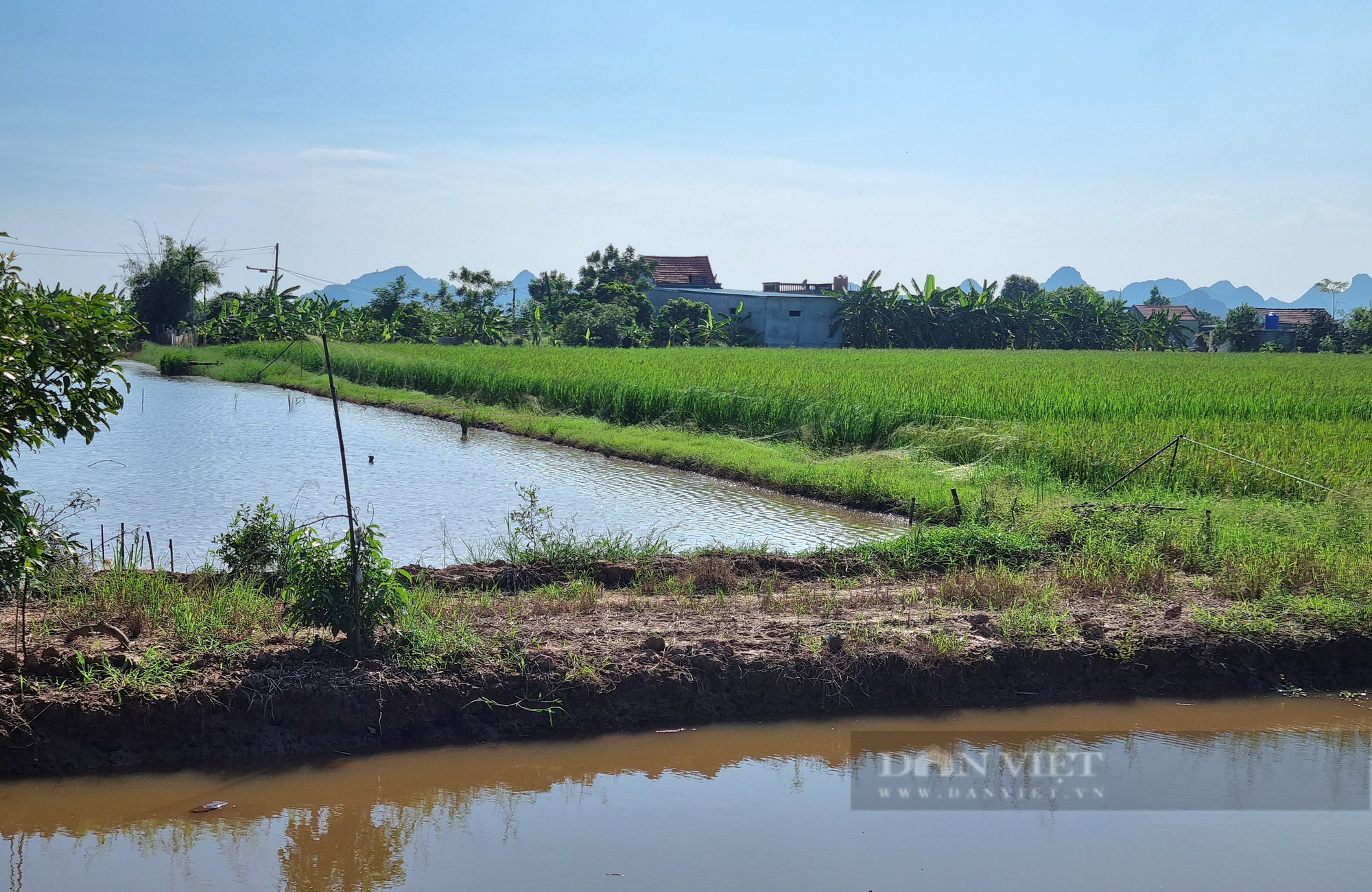 La liệt dụng cụ bẫy chim hoang dã trên cánh đồng lúa tại Ninh Bình - Ảnh 9.