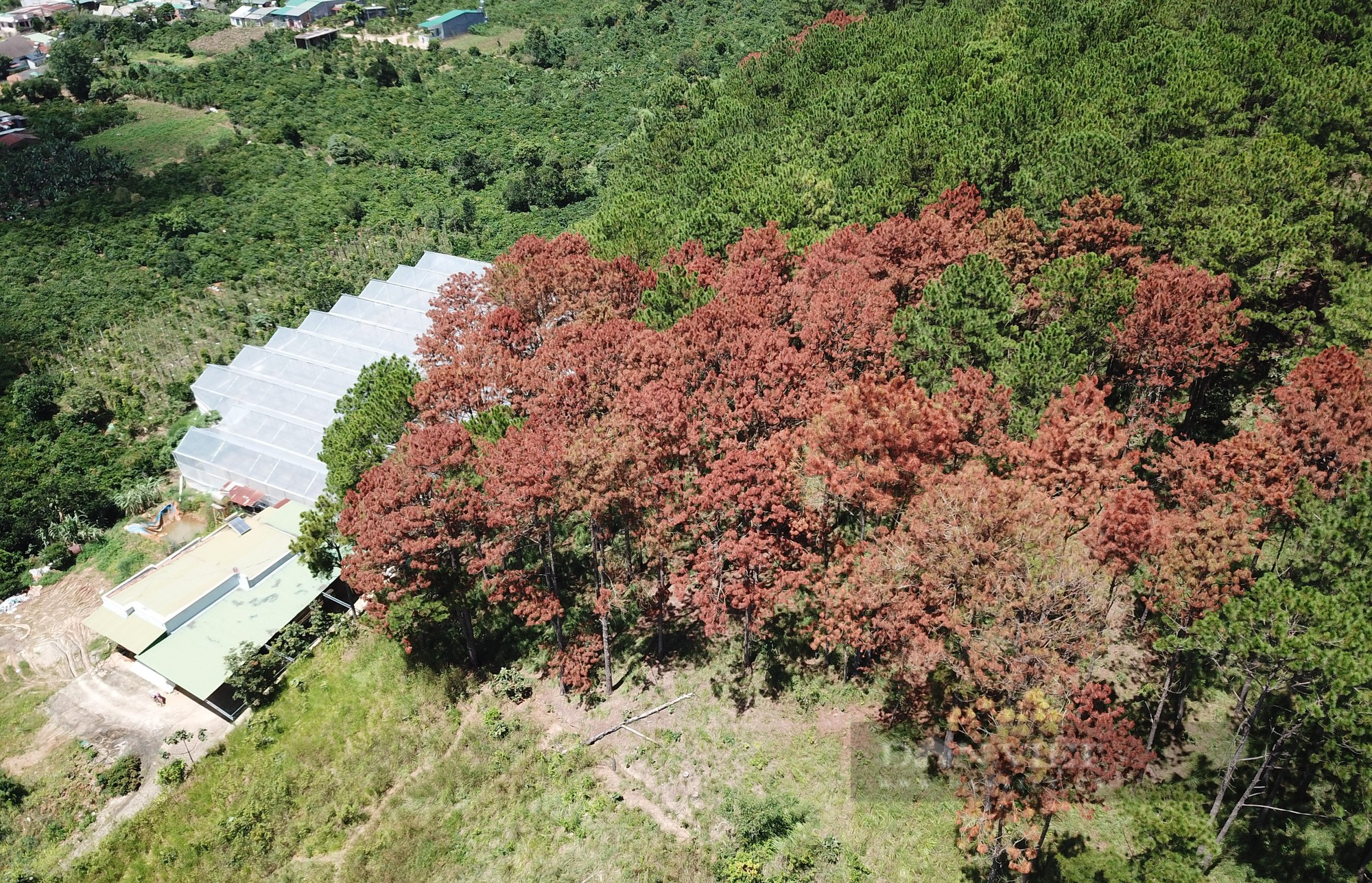 Hiện trường hàng trăm cây thông bị &quot;đầu độc&quot; chết đứng tại Lâm Đồng - Ảnh 2.