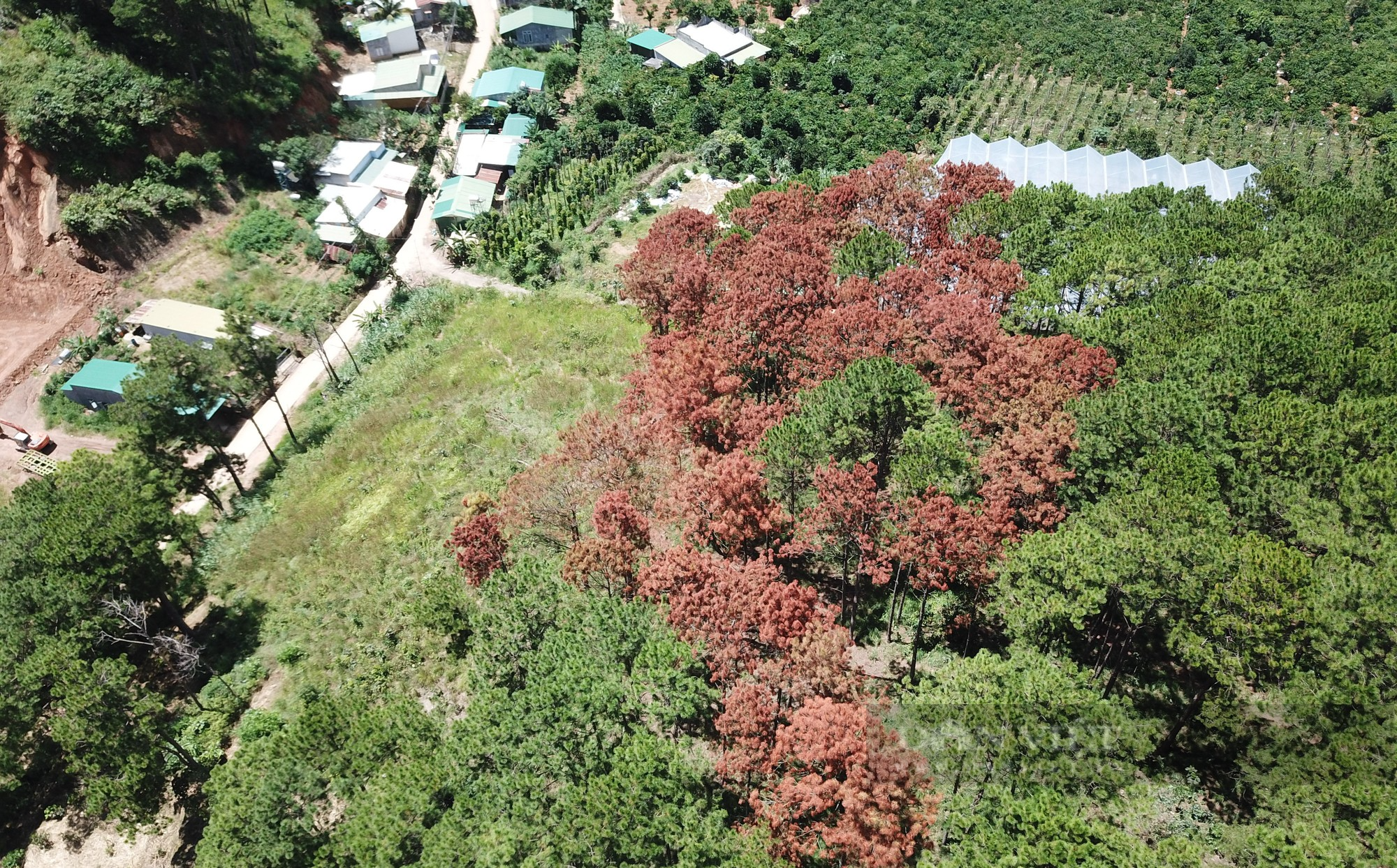 Hiện trường hàng trăm cây thông bị &quot;đầu độc&quot; chết đứng tại Lâm Đồng - Ảnh 6.