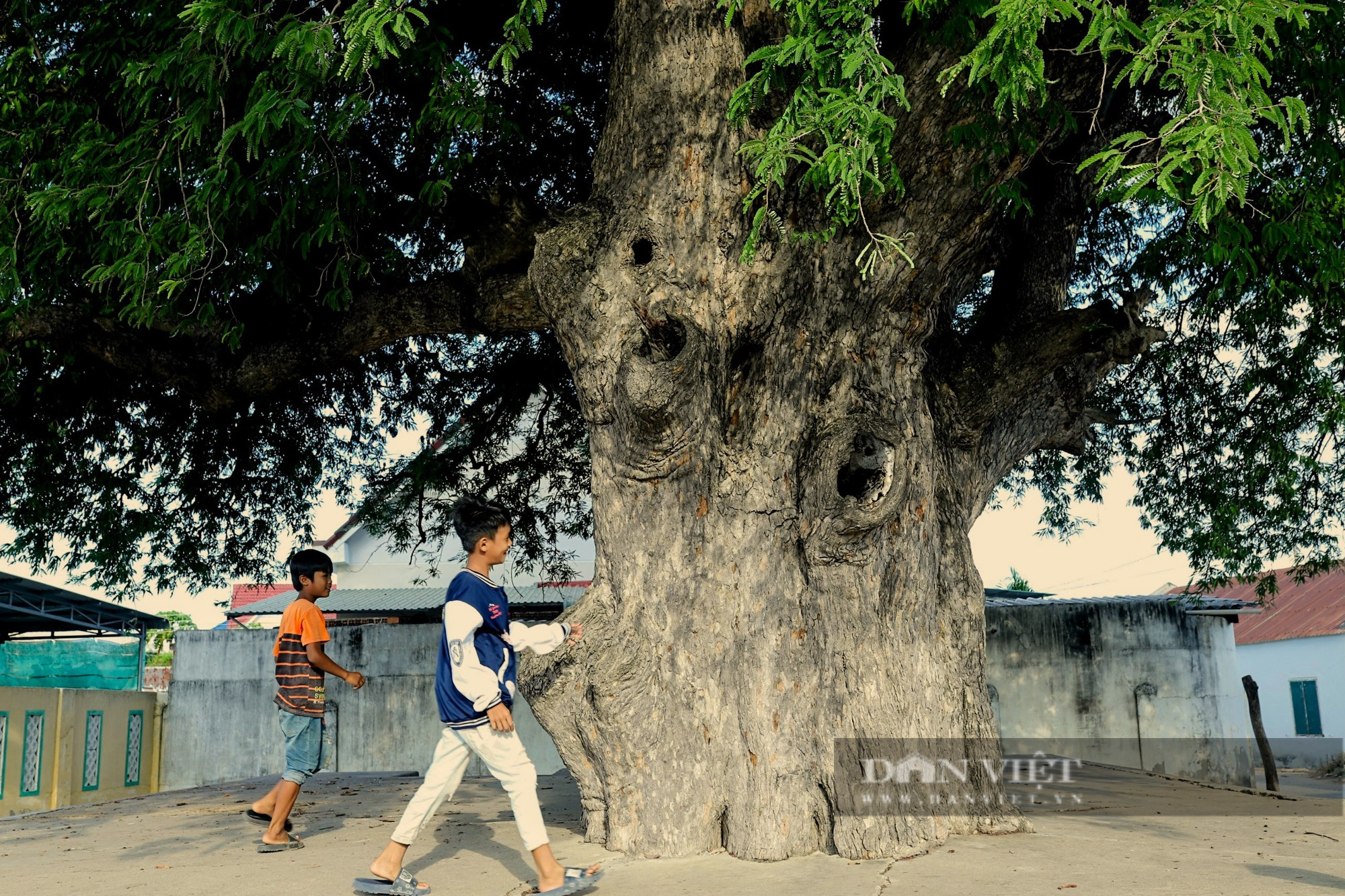 Cây me trong tín ngưỡng và văn hóa ẩm thực của người Chăm ở Ninh Thuận - Ảnh 3.