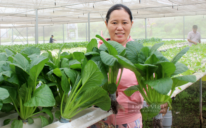 Một mô hình trồng rau bằng công nghệ cao ở xã Đông Thạnh, huyện Hóc Môn. Ảnh: Thuận An