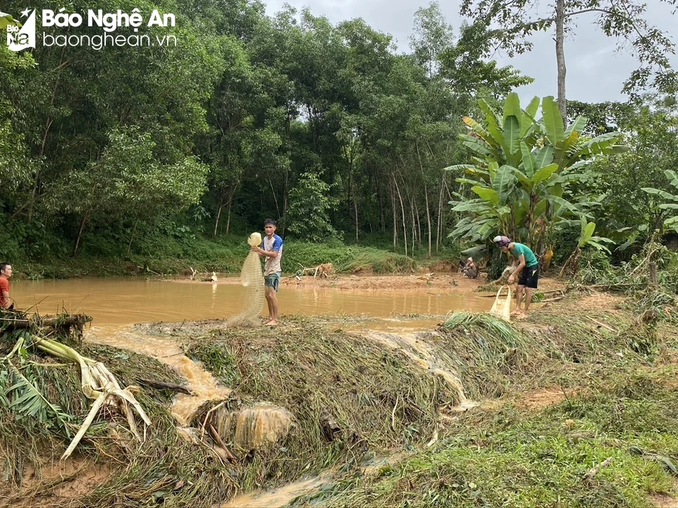 Một nơi nước lũ vừa tràn qua ở Nghệ An, dân rủ nhau đi mót cá kiểu gì mà bắt được toàn loại cá gì? - Ảnh 4.