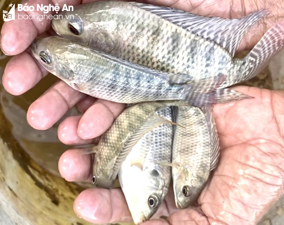Một nơi nước lũ vừa tràn qua ở Nghệ An, dân rủ nhau đi mót cá kiểu gì mà bắt được toàn loại cá gì? - Ảnh 5.