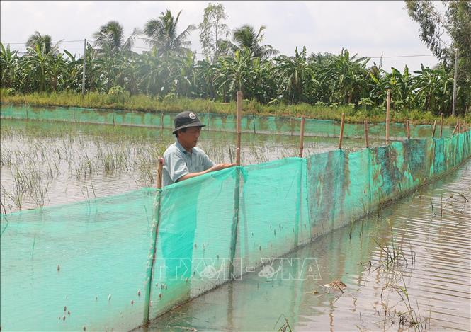 Nước tràn đồng, nông dân Sóc Trăng đăng quầng nuôi cá ruộng mùa nước nổi, chả phải cho ăn, thu lời khỏe - Ảnh 2.