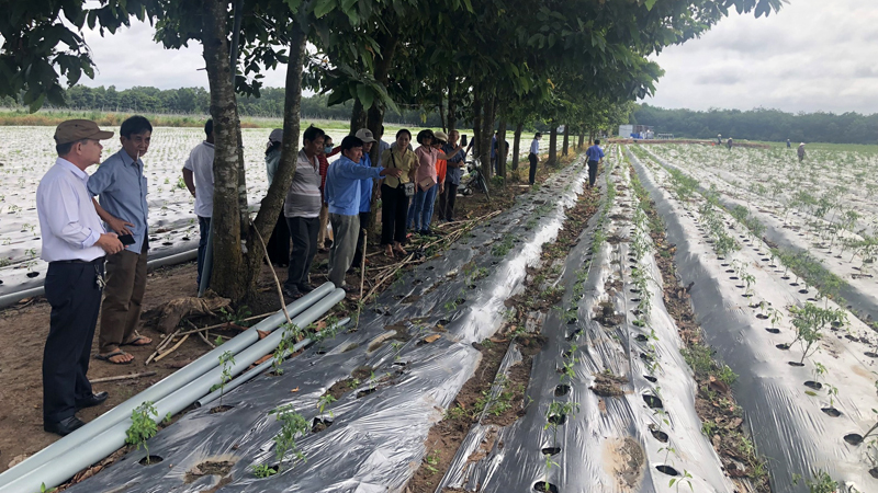 Nông dân ở xã Đông Thạnh (huyện Hóc Môn) trồng ớt ứng dụng công nghệ cao. Ảnh: HND Đông Thạnh