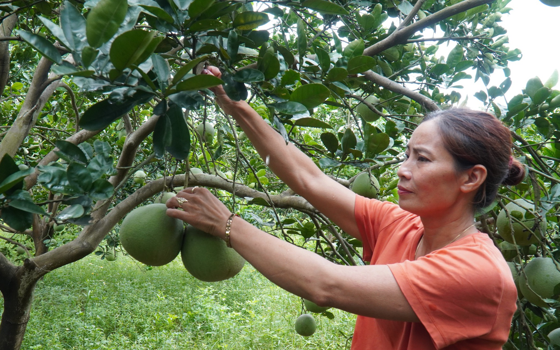 Nông dân Việt Nam xuất sắc 2023 đến từ Bắc Ninh biến khu lò gạch cũ thành trang trại thu 30 tỷ/năm