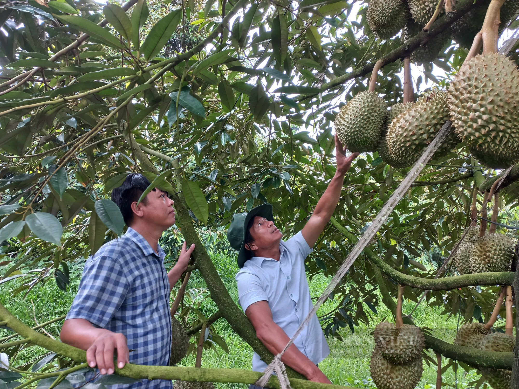 Lan toả những mô hình hay của Nông dân Việt Nam xuất sắc, Hợp tác xã tiêu biểu - Ảnh 2.