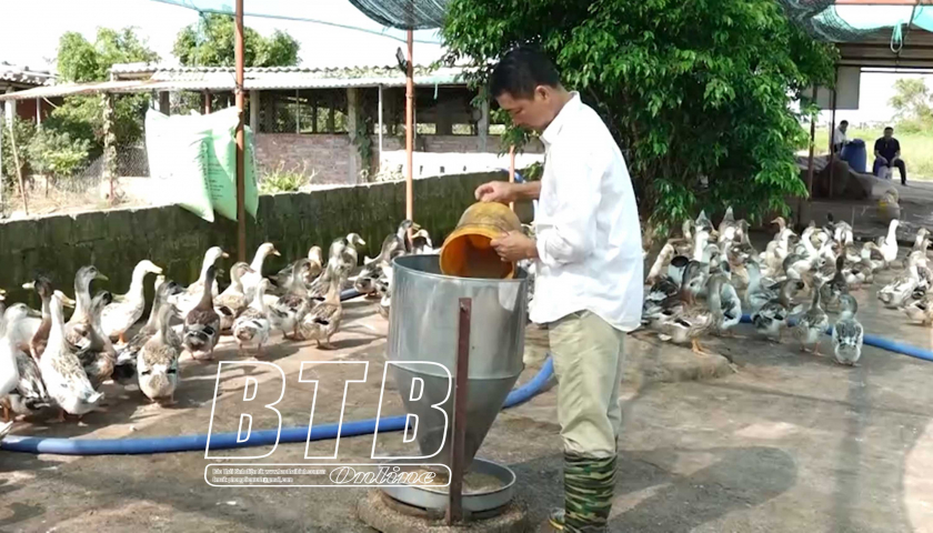 Bán ra thị trường 180 vạn quả trứng, 7 vạn con vịt biển, một hợp tác xã của tỉnh Thái Bình thu 23 tỷ đồng - Ảnh 1.