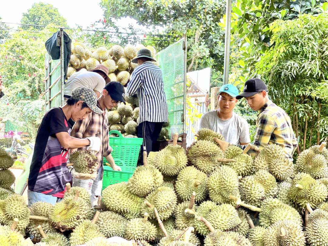 Tiểu thương gom tiền bạc đầu tư vào loại trái cây đang hot này ở Đắk Lắk, giấc mộng làm giàu vỡ tan - Ảnh 1.