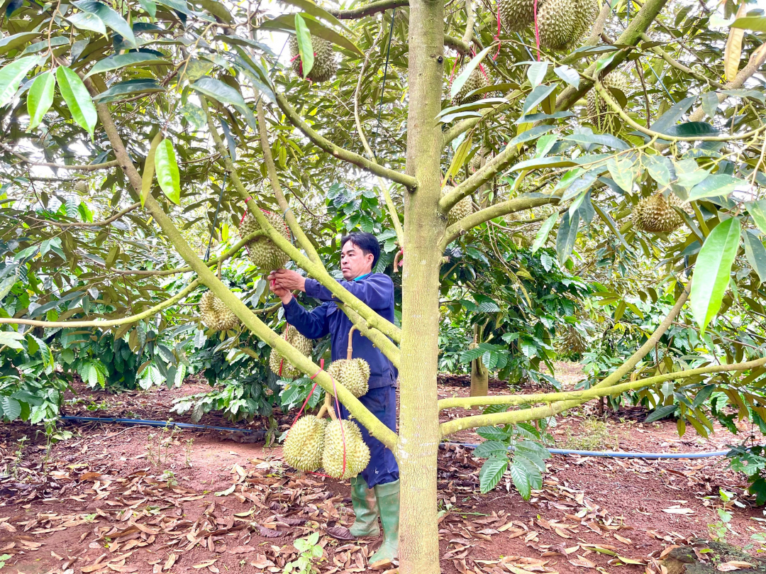 Tiểu thương gom tiền bạc đầu tư vào loại trái cây đang hot này ở Đắk Lắk, giấc mộng làm giàu vỡ tan - Ảnh 2.