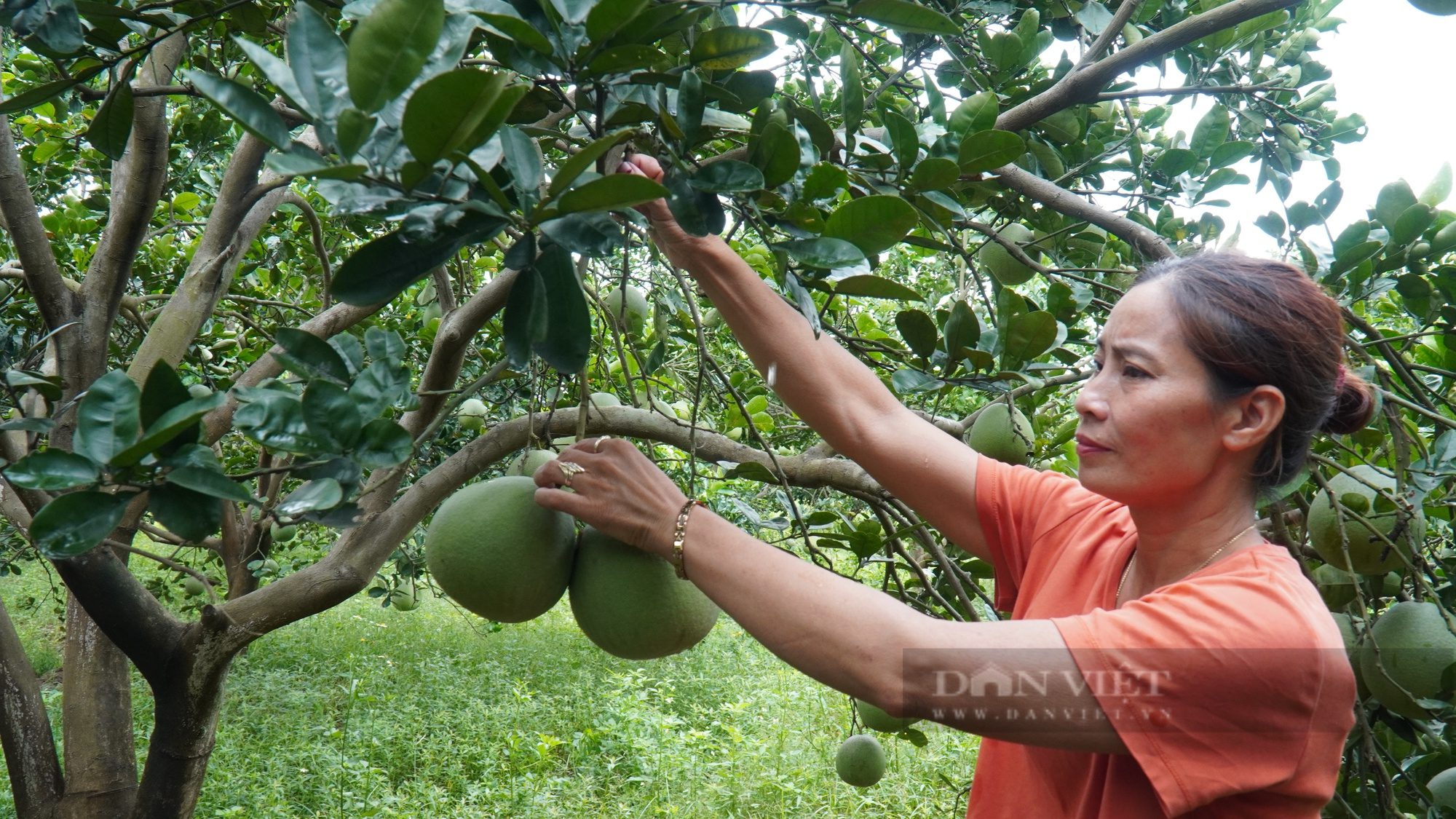 Nông dân Việt Nam xuất sắc 2023 đến từ Bắc Ninh biến khu lò gạch cũ thành trang trại, doanh thu hơn 30 tỷ đồng/năm - Ảnh 2.