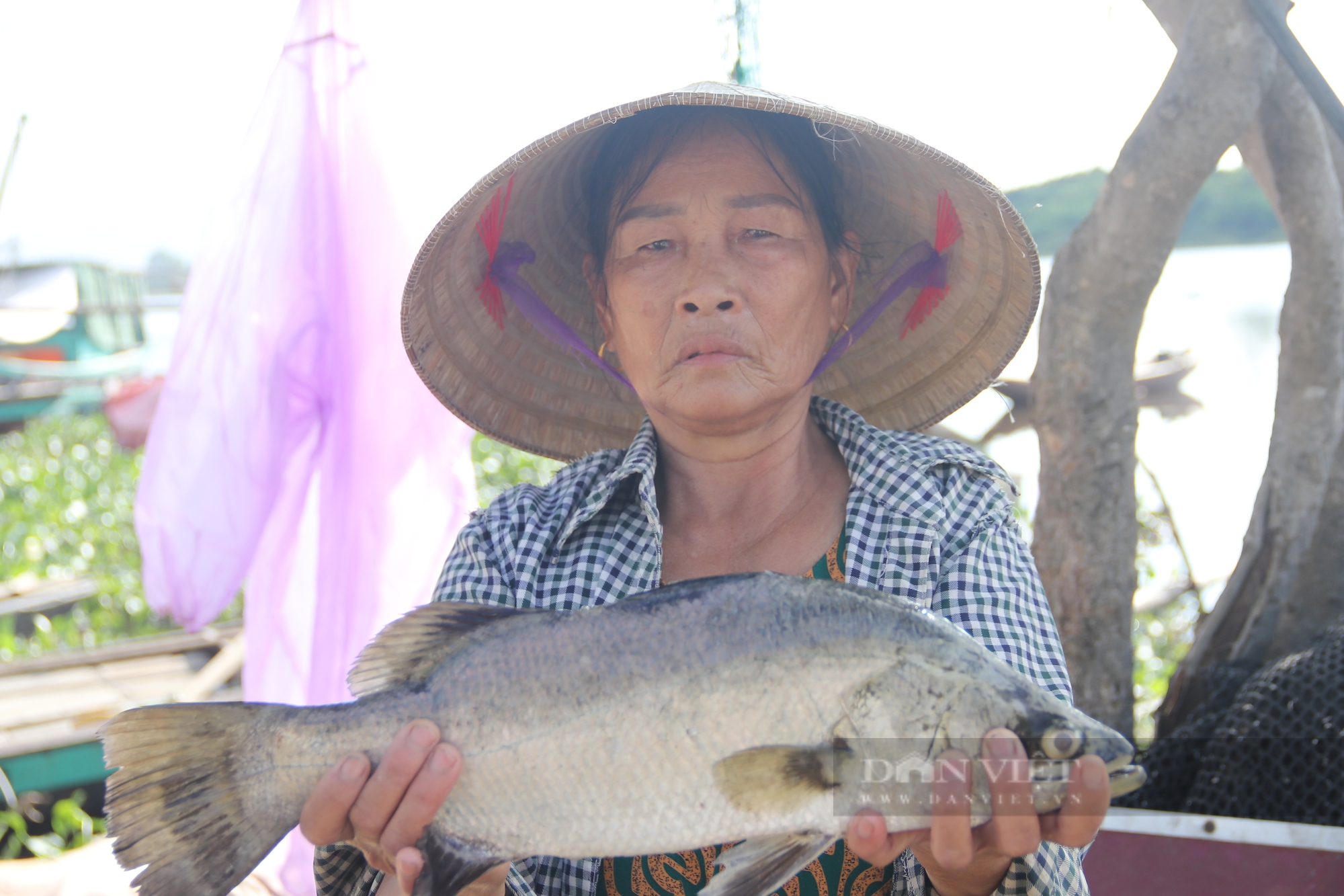 Hà Tĩnh: Hơn 50 tấn cá chết trong đêm, người dân khóc ròng vì trắng tay - Ảnh 4.