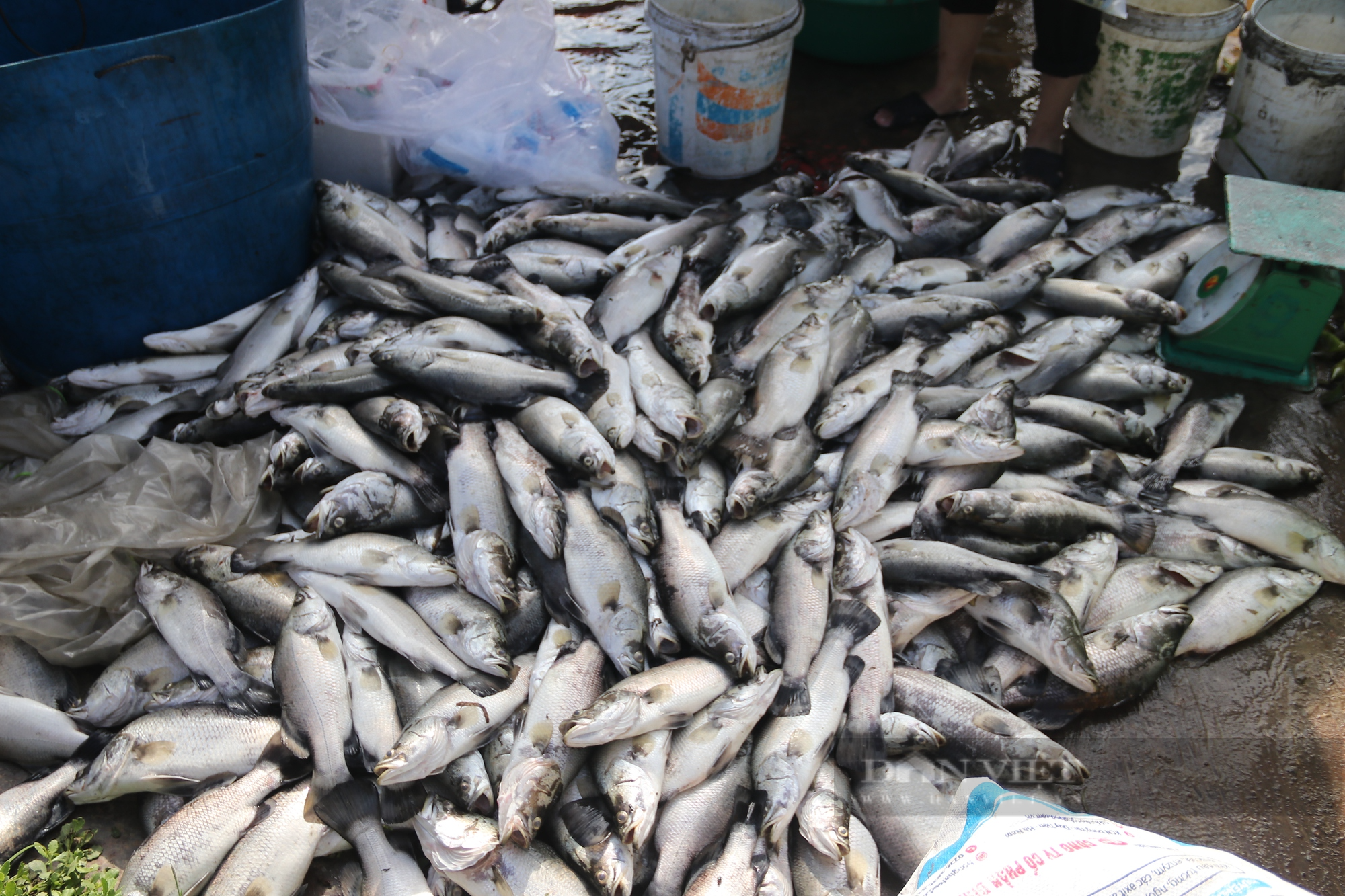 Hà Tĩnh: Hơn 50 tấn cá chết trong đêm, người dân khóc ròng vì trắng tay - Ảnh 5.
