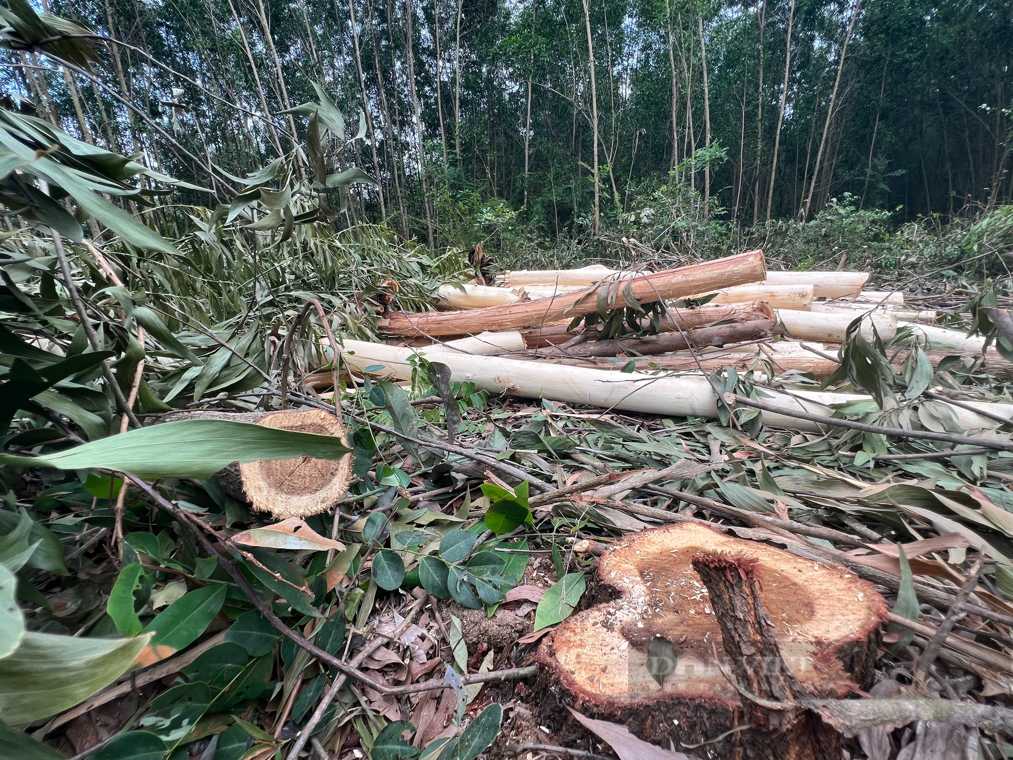 Một huyện xảy ra ba vụ phá rừng, Phó Chủ tịch tỉnh Bình Định: 'Quản lý rừng phòng hộ lỏng lẻo' - Ảnh 3.