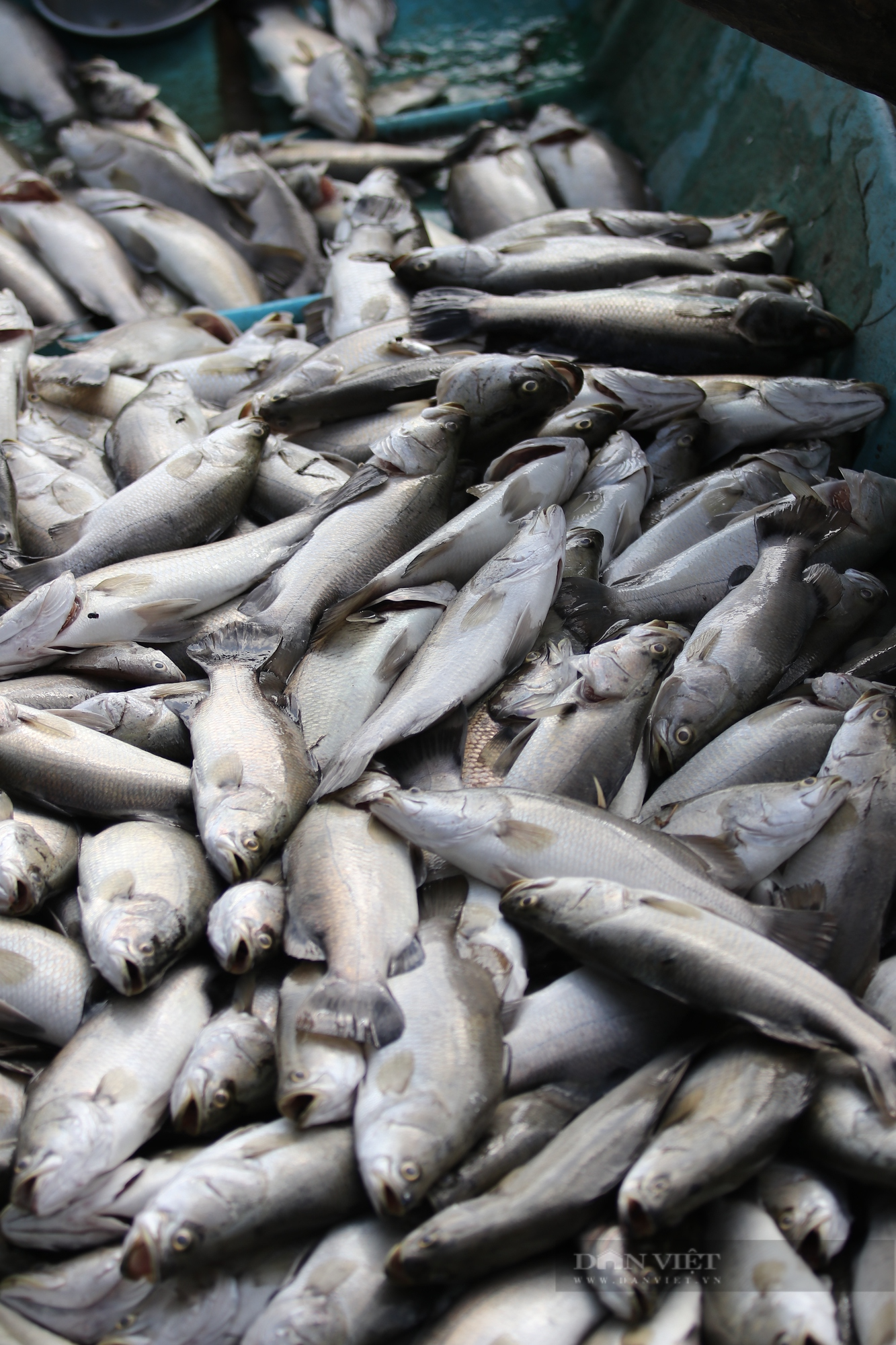 Hà Tĩnh: Hơn 50 tấn cá chết trong đêm, người dân khóc ròng vì trắng tay - Ảnh 12.