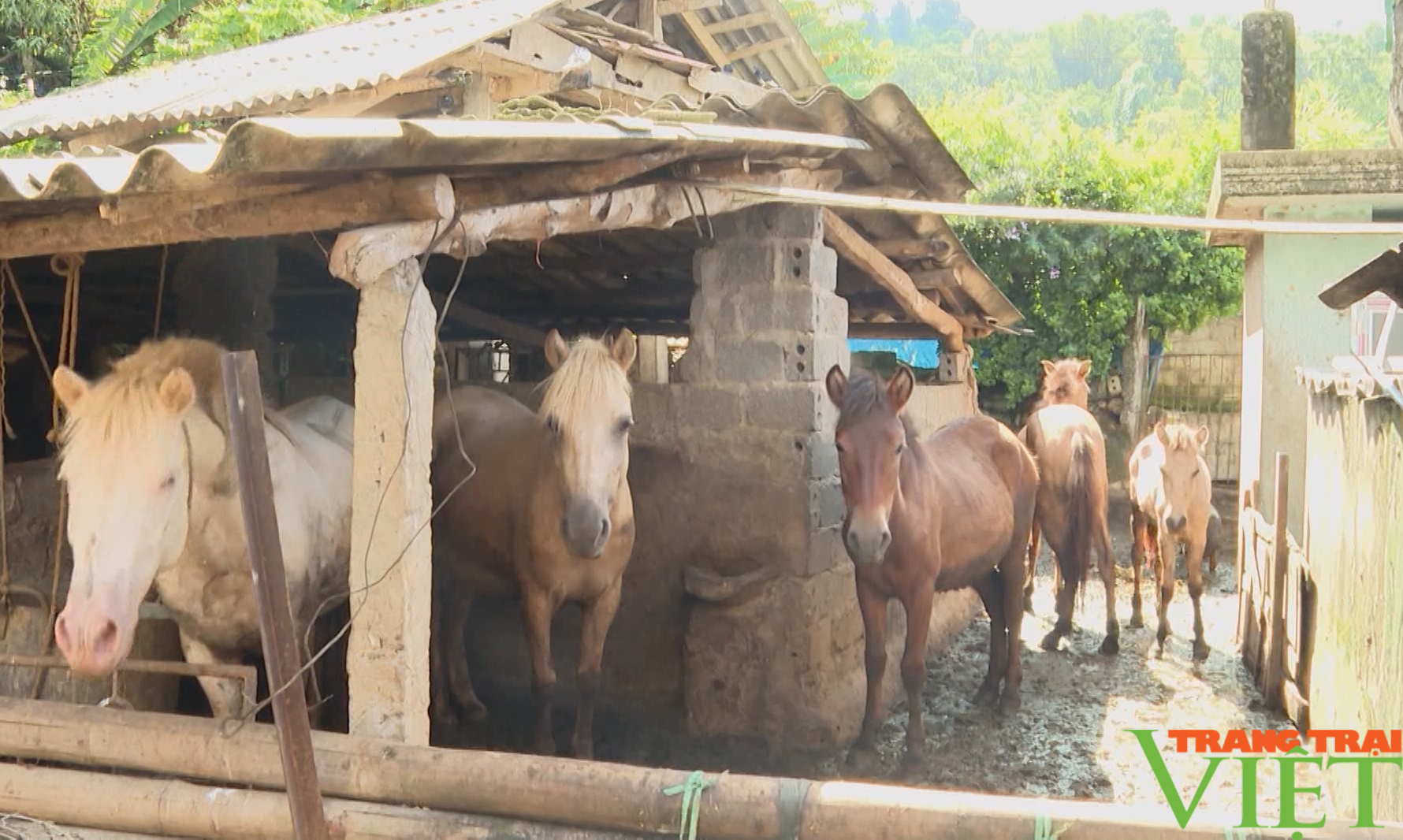 Hội viên hội nông dân huyện Tam Đường tích cực phát triển kinh tế, gắn với xây dựng nông thôn mới - Ảnh 3.