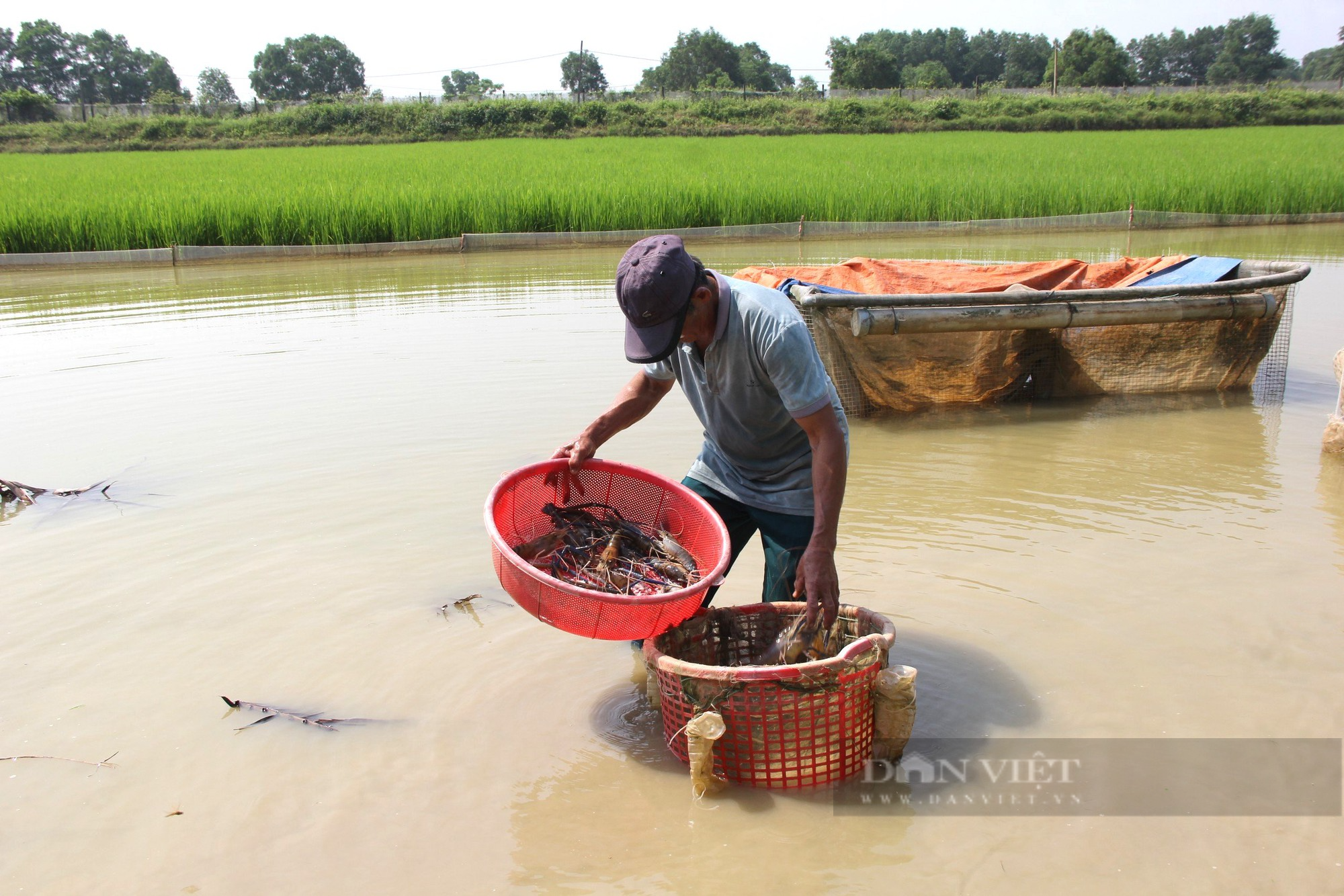 Nông dân Việt Nam xuất sắc 2023 biến đồng hoang thành nơi nuôi lợn, mô hình lúa - cá, tôm thu tiền tỷ - Ảnh 3.