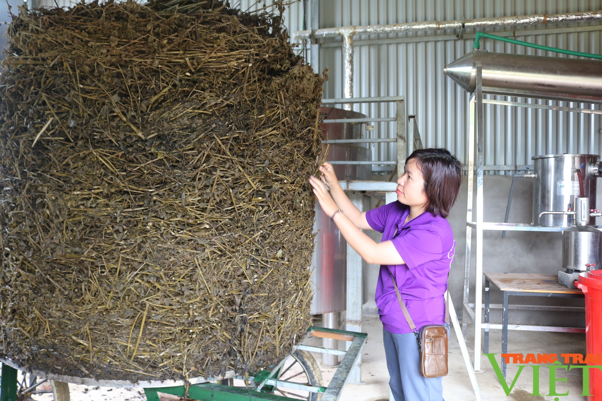 Người phụ nữ quê lúa Thái Bình khởi nghiệp trên đất Sa Pa từ cây tía tô - Ảnh 4.
