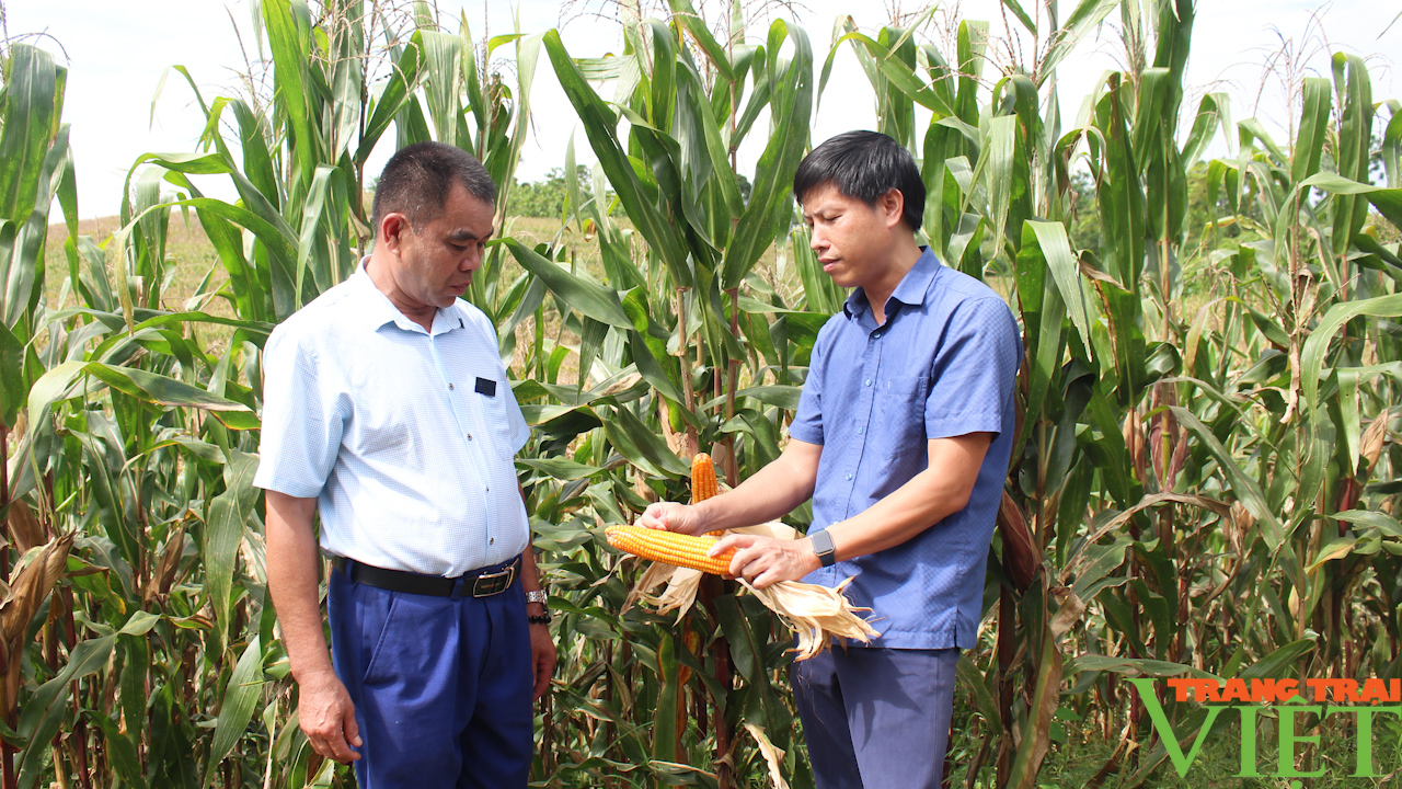 Phân bón Sông Lam Tây Bắc: Giúp nông dân sản xuất bền vững, nâng cao năng suất - Ảnh 3.