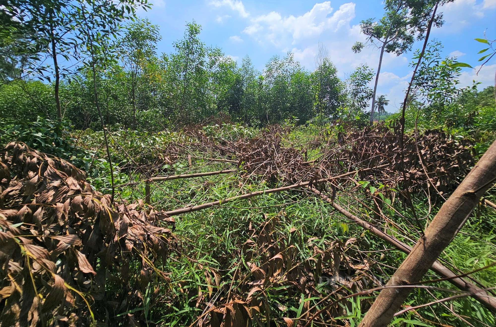 Điều tra vụ hơn 3.000 cây keo, tràm của lão nông ở Nghệ An nghi bị kẻ xấu chặt hạ - Ảnh 2.