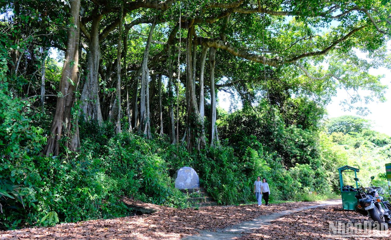 Cây cổ thụ gần 1.000 tuổi mọc trên một bán đảo nổi tiếng của Đà Nẵng là loài cây gì? - Ảnh 1.