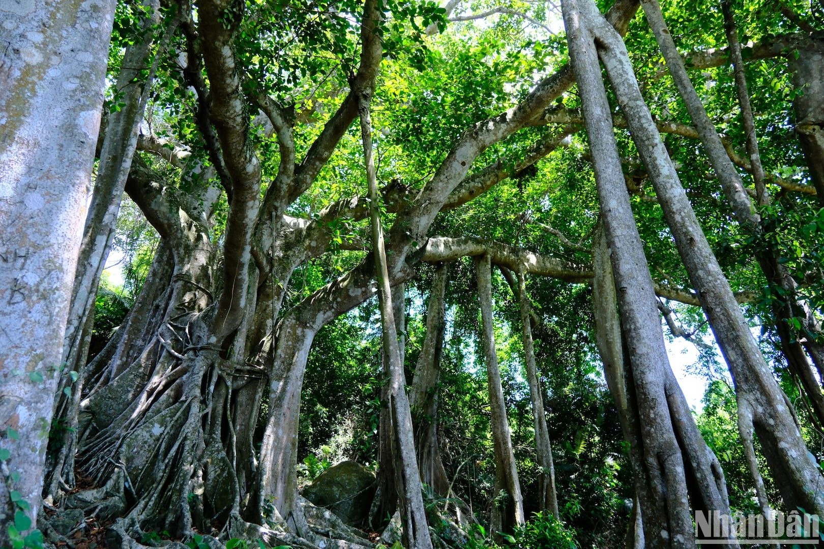 Cây cổ thụ gần 1.000 tuổi mọc trên một bán đảo nổi tiếng của Đà Nẵng là loài cây gì? - Ảnh 2.