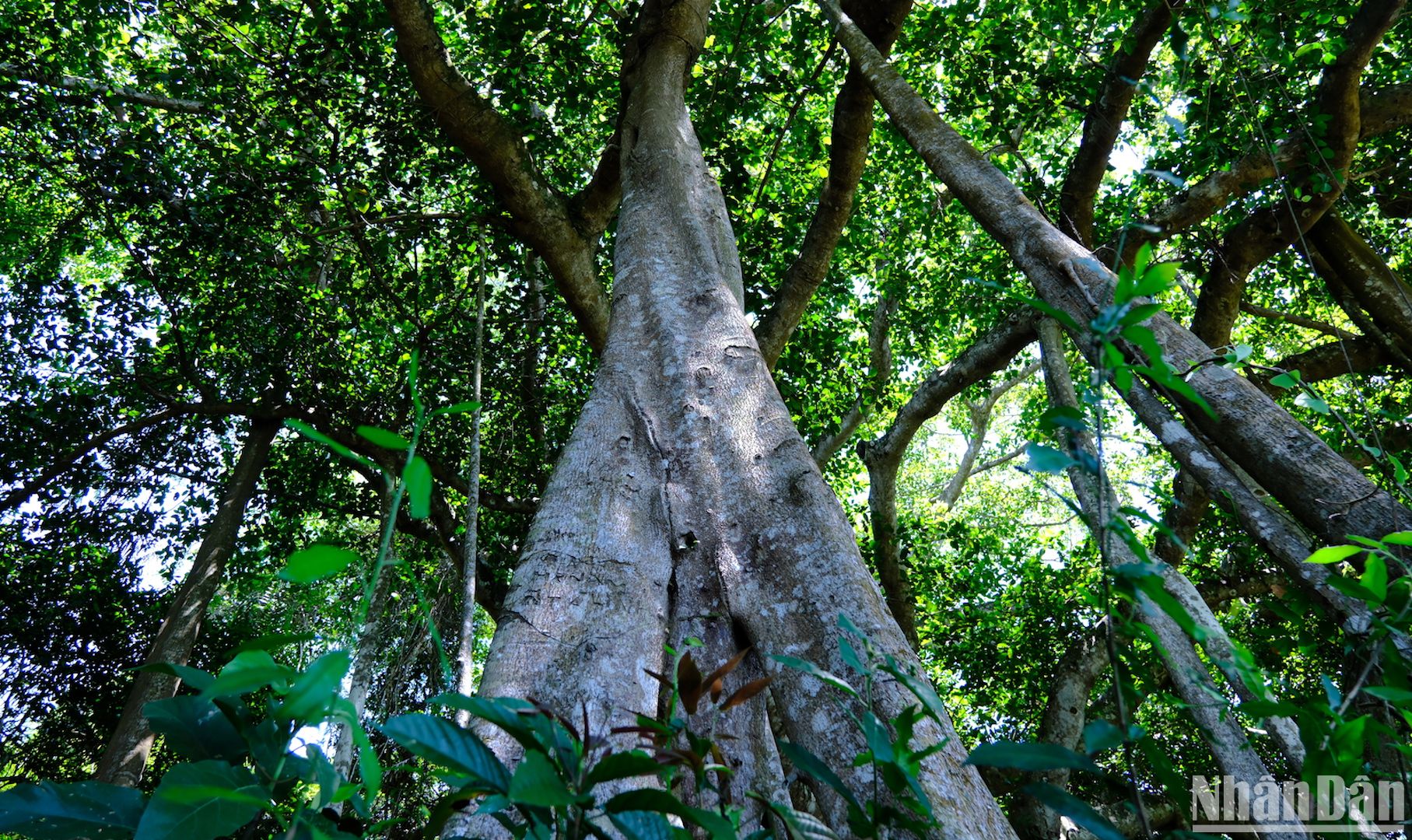 Cây cổ thụ gần 1.000 tuổi mọc trên một bán đảo nổi tiếng của Đà Nẵng là loài cây gì? - Ảnh 4.