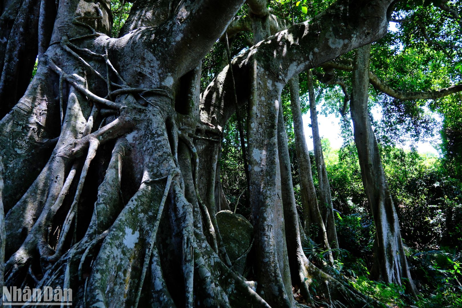 Cây cổ thụ gần 1.000 tuổi mọc trên một bán đảo nổi tiếng của Đà Nẵng là loài cây gì? - Ảnh 5.