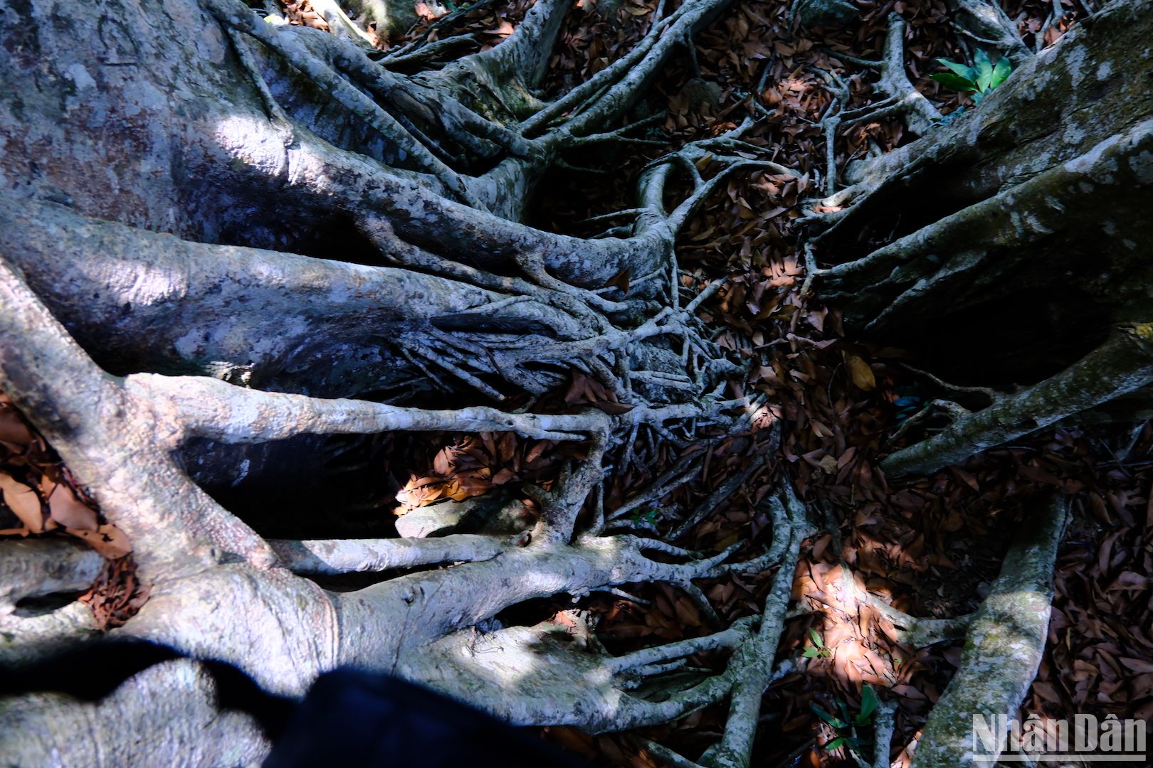 Cây cổ thụ gần 1.000 tuổi mọc trên một bán đảo nổi tiếng của Đà Nẵng là loài cây gì? - Ảnh 6.