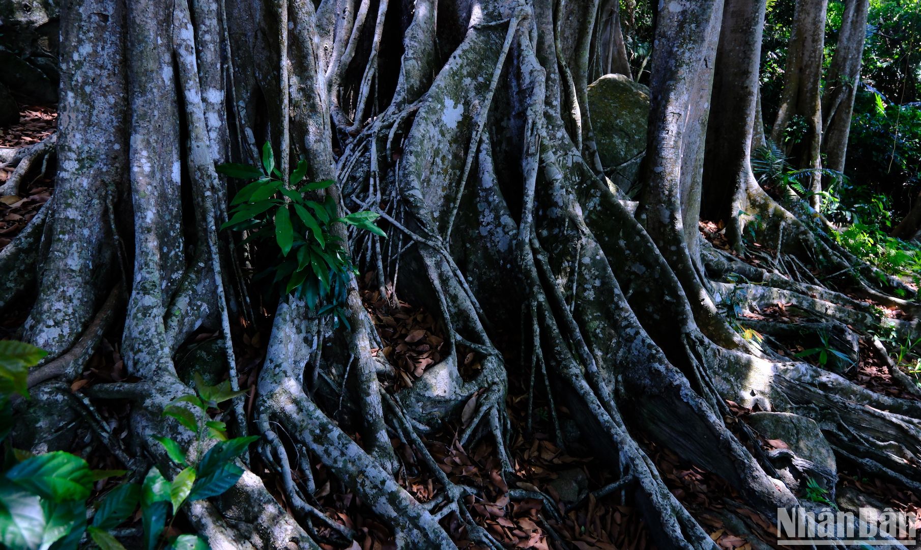 Cây cổ thụ gần 1.000 tuổi mọc trên một bán đảo nổi tiếng của Đà Nẵng là loài cây gì? - Ảnh 7.