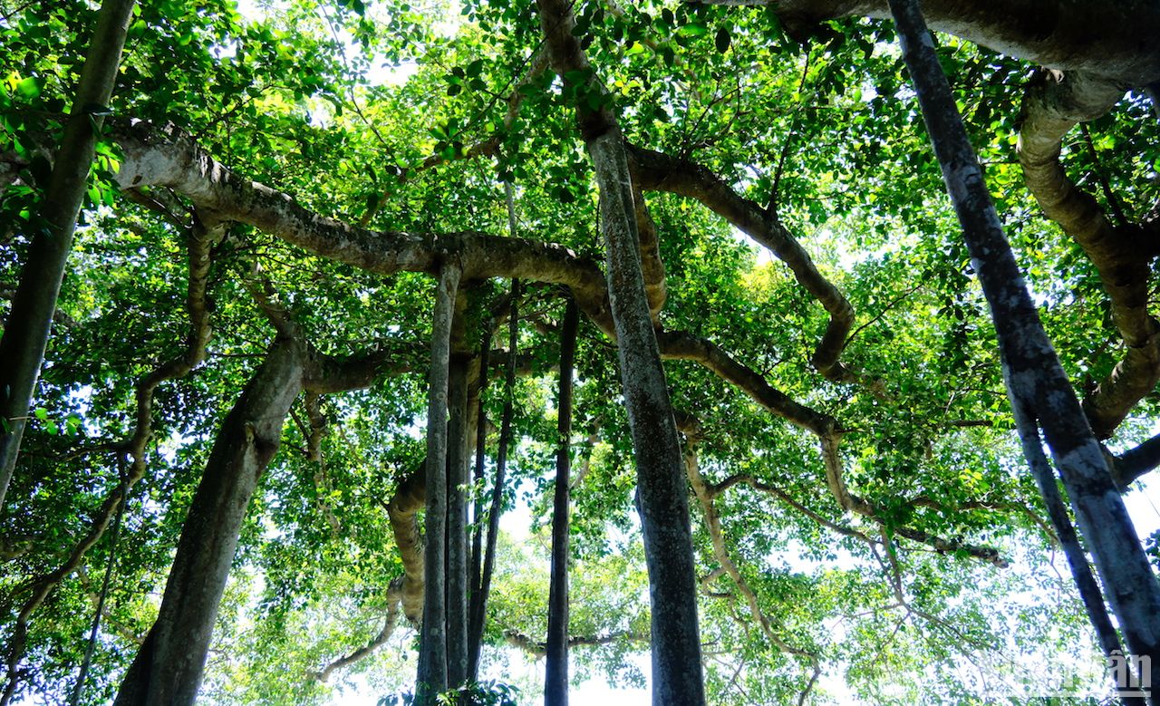 Cây cổ thụ gần 1.000 tuổi mọc trên một bán đảo nổi tiếng của Đà Nẵng là loài cây gì? - Ảnh 8.