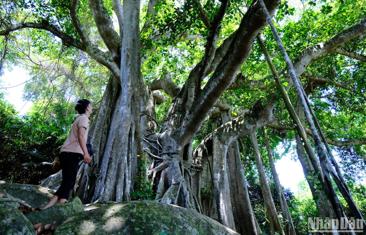 Cây cổ thụ gần 1.000 tuổi mọc trên một bán đảo nổi tiếng của Đà Nẵng là loài cây gì? - Ảnh 9.