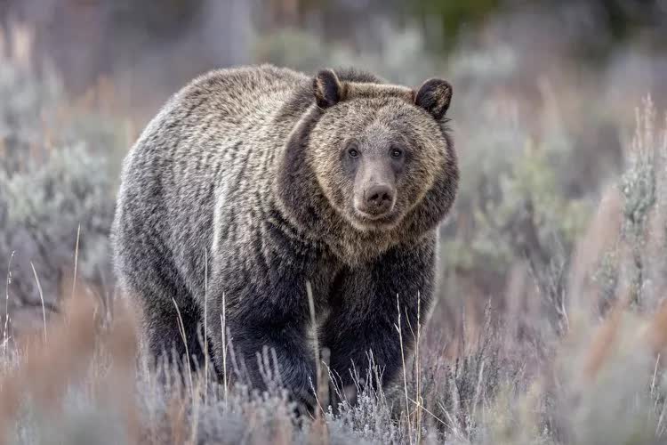 Gấu xám tấn công và giết hại hai vợ chồng 