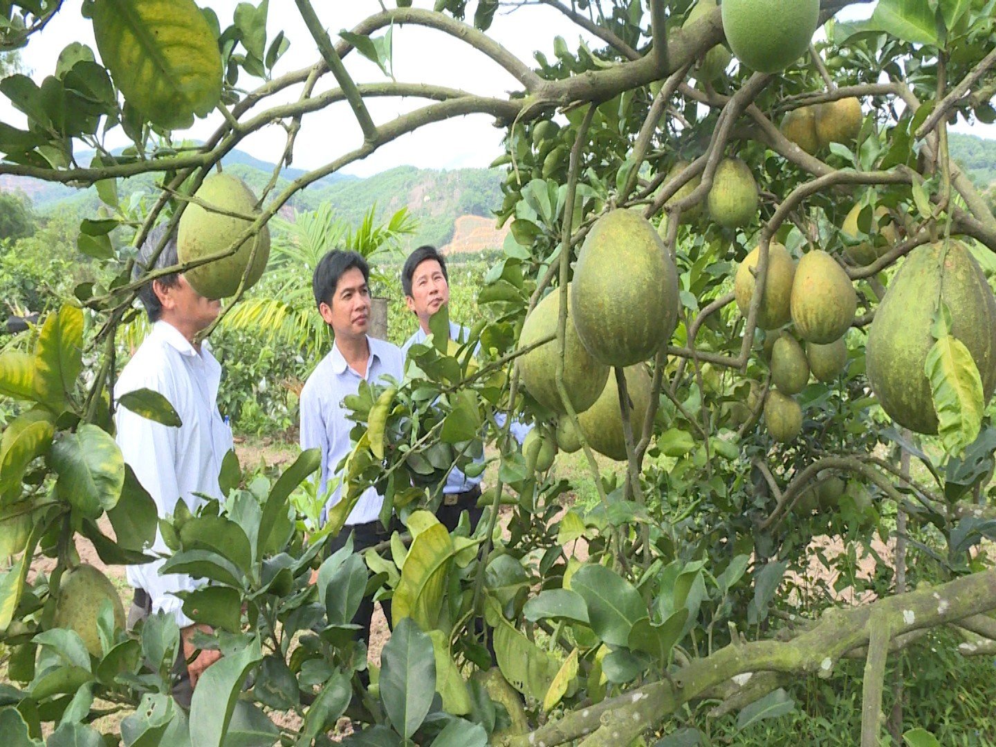 Tập trung phát triển kinh tế, “mở đường” cho Quảng Ngãi nâng tầm nông thôn mới - Ảnh 2.
