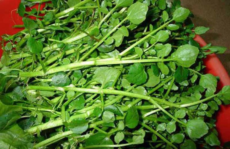 Có sẵn ở chợ Việt, chỉ hơn 10.000 đồng/bó, ví là 'siêu thực phẩm', ngừa được K, hóa ra là loại rau này - Ảnh 6.