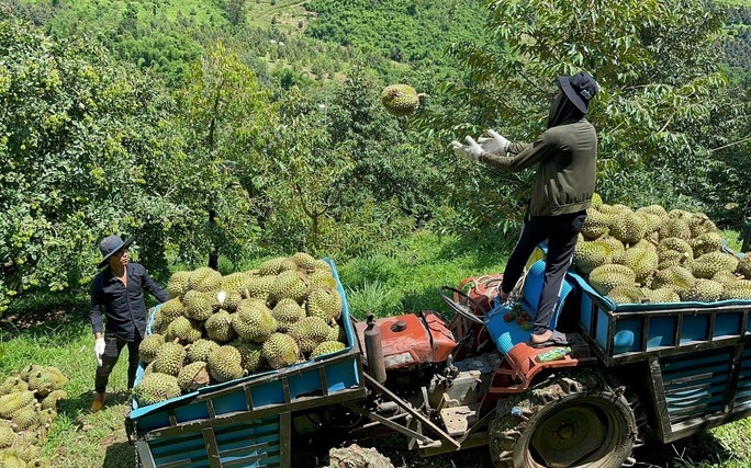 Ở một huyện của Khánh Hòa trồng sầu riêng kiểu gì mà một mình một chợ, đang tính xuất khẩu sang Mỹ? - Ảnh 1.