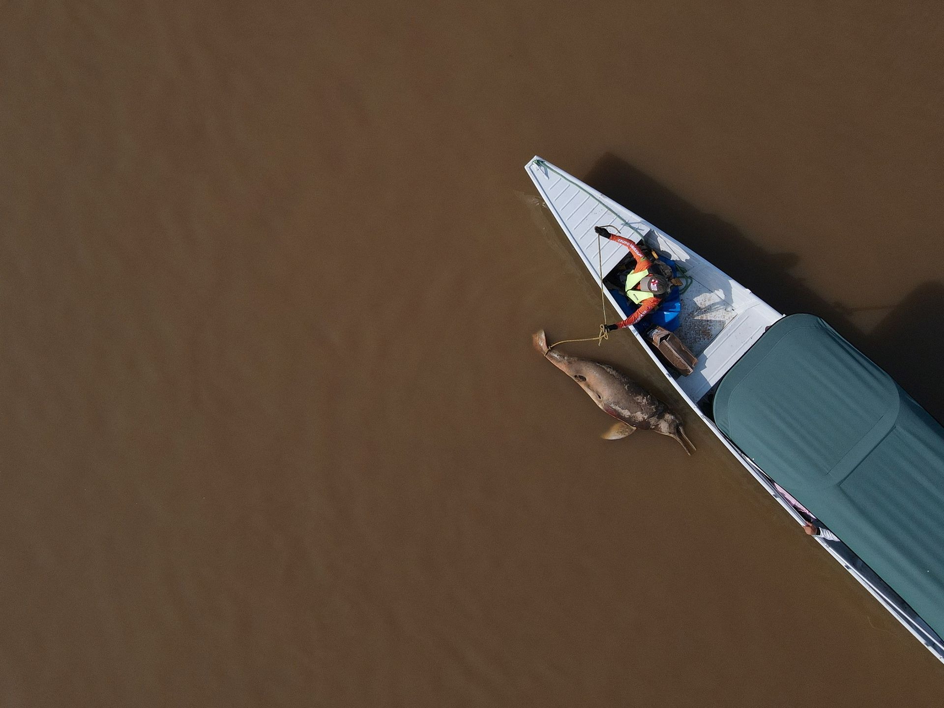 Đất đai nứt nẻ, cá heo chết vì hạn hán kinh hoàng trên sông Amazon - Ảnh 6.